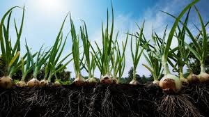 Fresh vegetables and farm products
